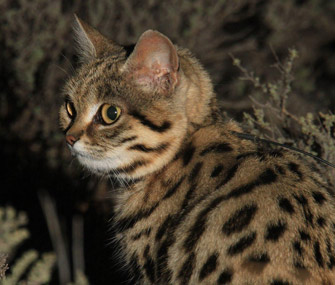 从Oncilla到Ocelot，这里有一些小的未经验证的事实