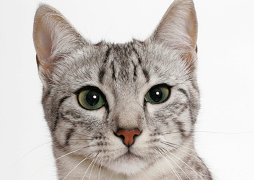 极限宠物：最小、最高、最老、最快的狗和猫品种