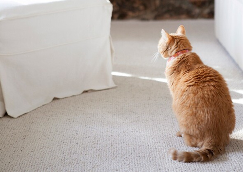 放弃收养猫的5个原因以及如何避免问题