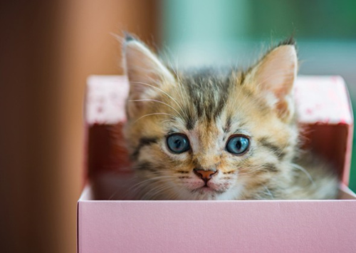 5种为你的猫拍照的好方法