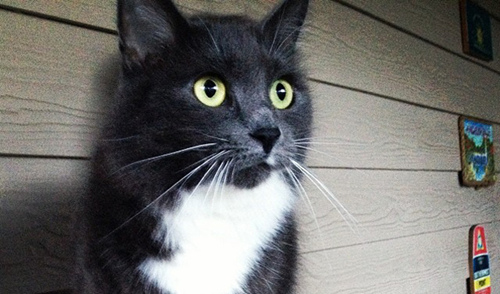 狗和猫的夜视能力比其他宠物好吗？
