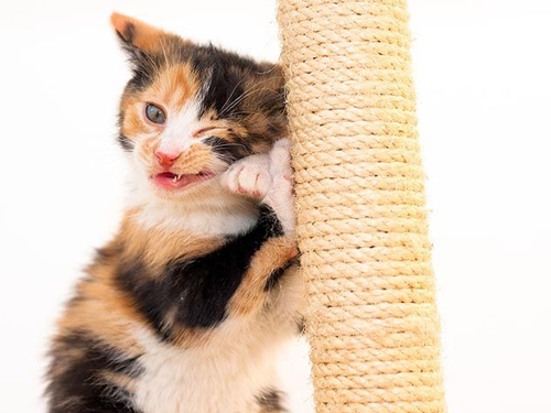 你的小猫：在7-9个月大会发生什么？