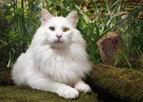 10种具有迷人神话关系的猫和狗品种