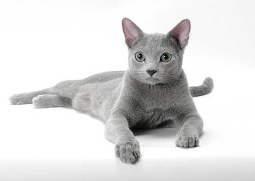 10种具有迷人神话关系的猫和狗品种