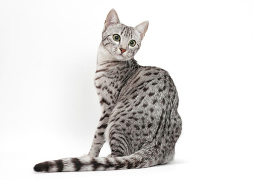 10种具有迷人神话关系的猫和狗品种