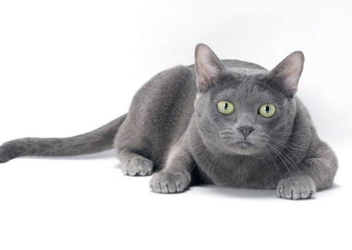 10种具有迷人神话关系的猫和狗品种