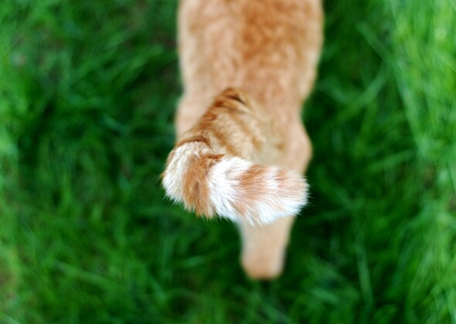 猫爱你的10个标志