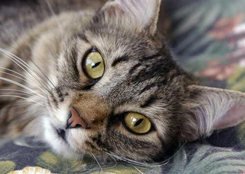猫爱你的10个标志