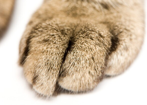 猫爱你的10个标志