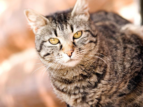 猫身上的斑纹和个性之间有联系吗？