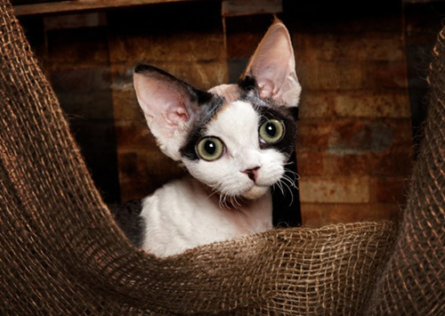 如何教我的猫不那么害怕陌生人?