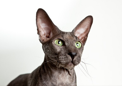 没有毛发的狗和猫的品种有哪些