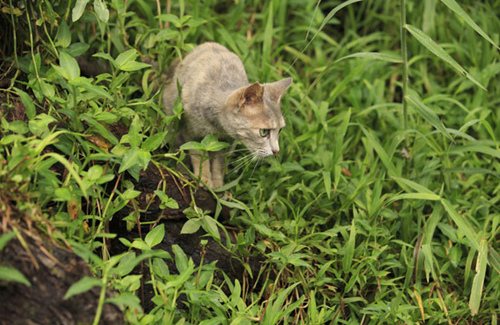 小猫是如何学会打猎的？