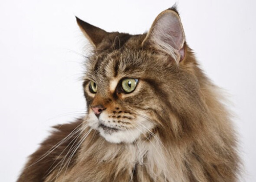猫的年龄怎么看不出来
