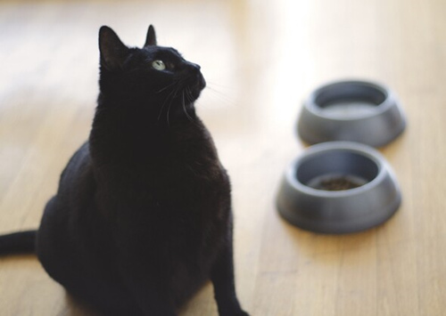 猫咪毛油腻腻的怎么办？
