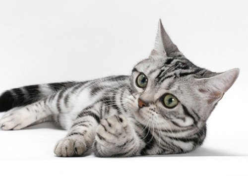 10只喜欢狗玩伴的猫