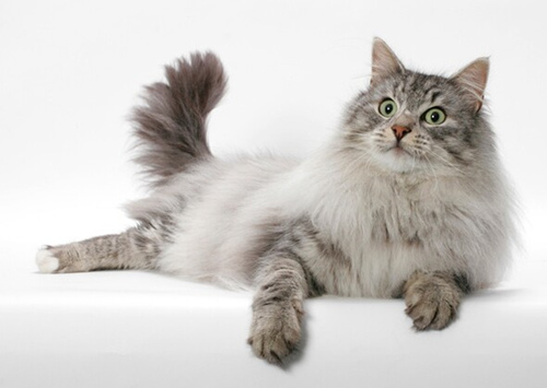 10只喜欢狗玩伴的猫