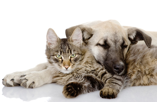狗与猫：哪种宠物更适合你？