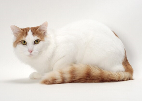 6个爱玩水的猫品种