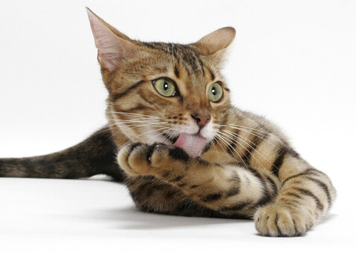 6个爱玩水的猫品种
