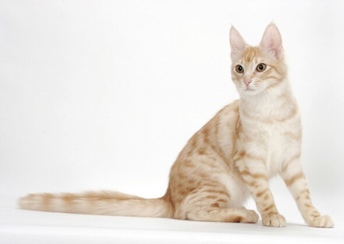 6个爱玩水的猫品种