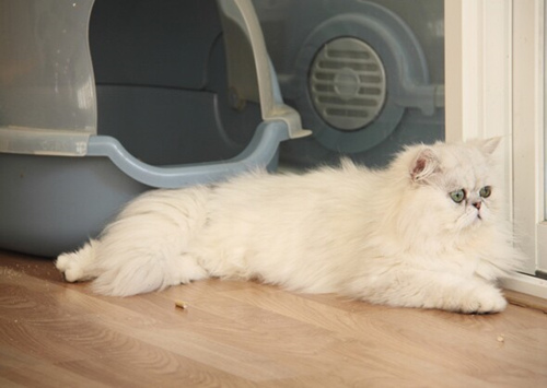 对猫过敏打喷嚏？给你一些建议