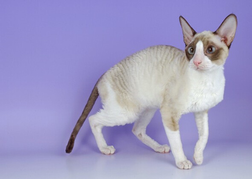 认识9种渴望爱的猫咪