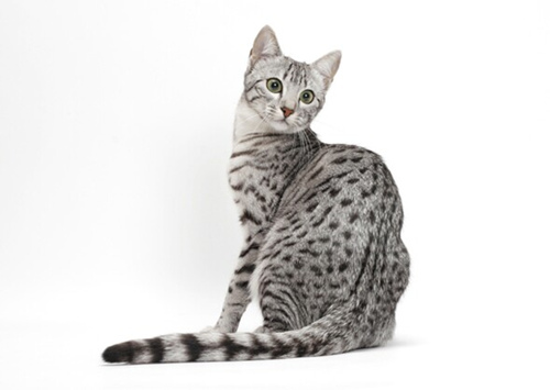 认识9种渴望爱的猫咪