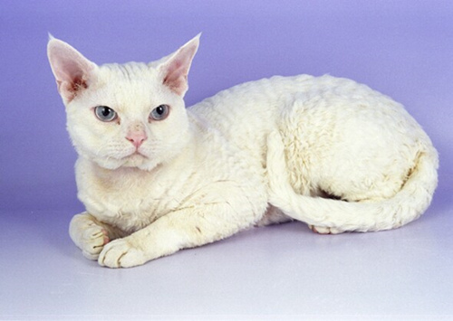 认识9种渴望爱的猫咪