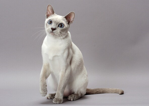 认识9种渴望爱的猫咪