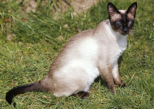 认识9种渴望爱的猫咪