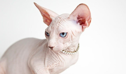 认识9种渴望爱的猫咪