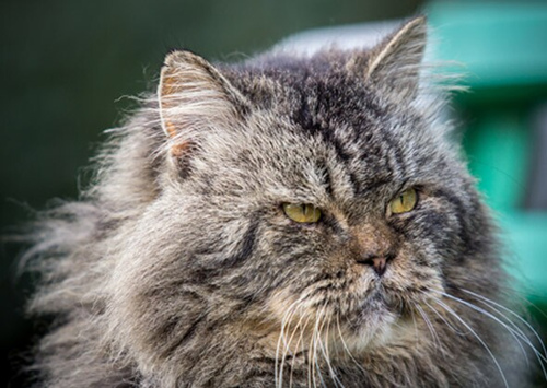 如何发现、治疗和预防猫狗身上的疥疮和癣