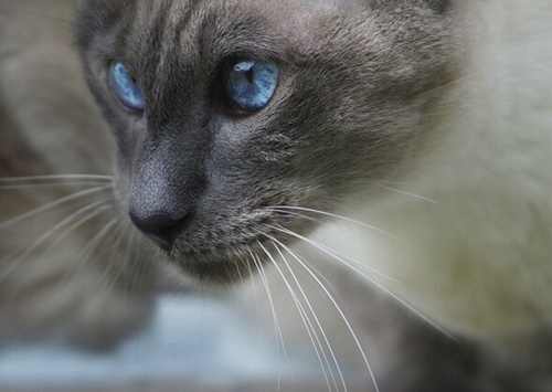 我们的猫有肾病，皮下输液有帮助吗？