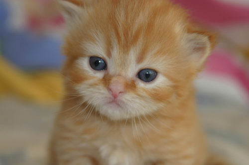 新猫主人指南：照顾小猫的9个步骤