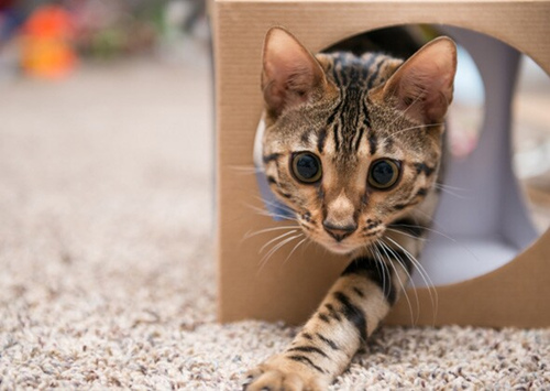 给小猫新主人的5个训练技巧