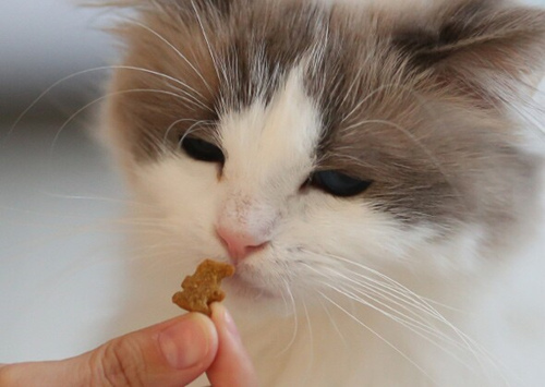 纯素饮食对我的猫安全吗？