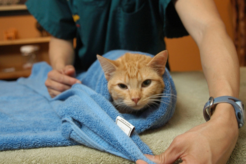 5个步骤：猫怎么拿毛巾包裹起来