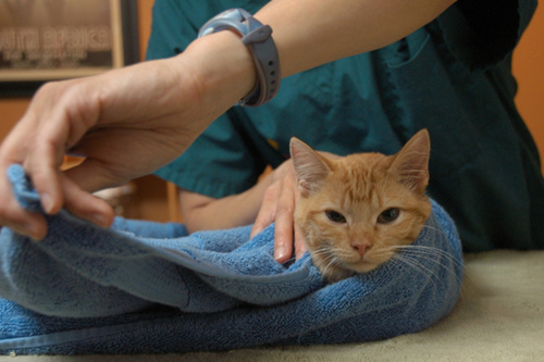 5个步骤：猫怎么拿毛巾包裹起来