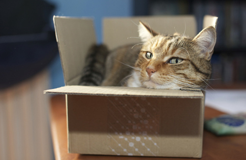 怎么在收容所找到完美的猫？