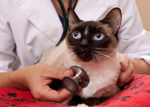 猫的正常心率是多少正常？