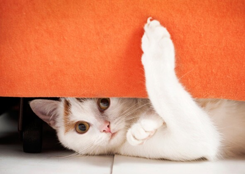 猫弓形虫病的症状、治疗及预防