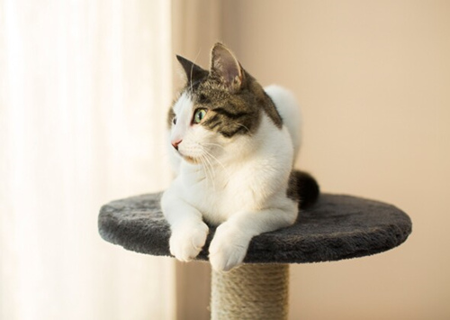 我的大猫瘦了，我应该多喂她吗？