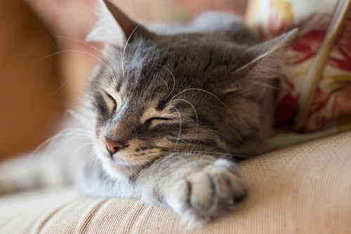 猫瘟热怎么治疗？