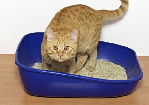 猫尿崩症