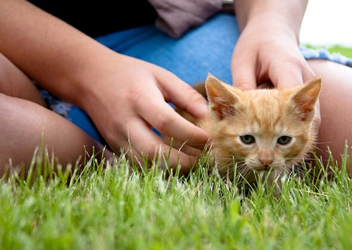 如何选择一只适合你的小猫咪