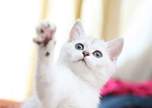 如何选择一只适合你的小猫咪