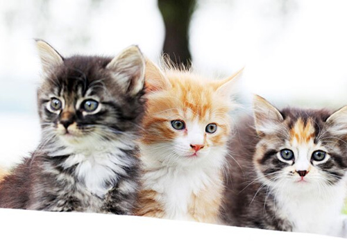 如何选择一只适合你的小猫咪