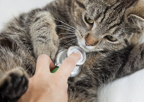 如何选择一只适合你的小猫咪