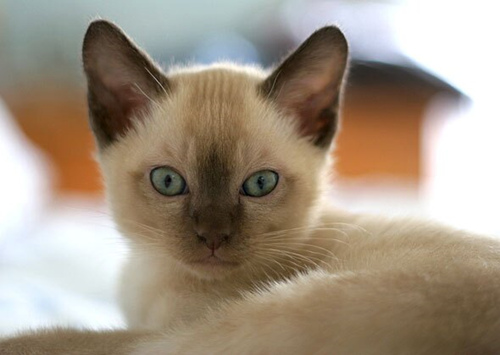 如何选择一只适合你的小猫咪